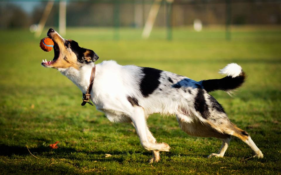 High-Output Launchers for Large, High-Drive Dogs