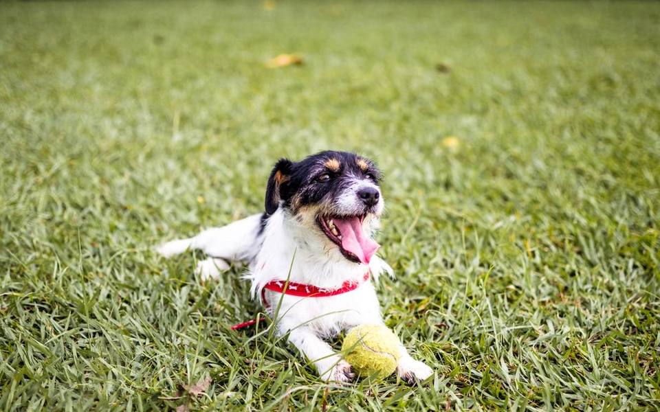 Managing Slobber, Sand, and Mechanical Jams