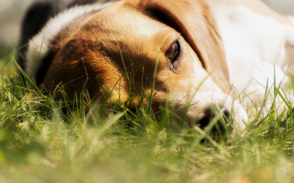 Managing Canine Joint Health and High-Impact Exercise