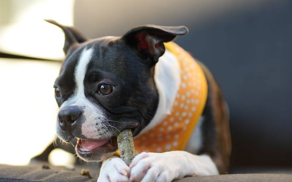 How Chewable Medications Work Against Parasites