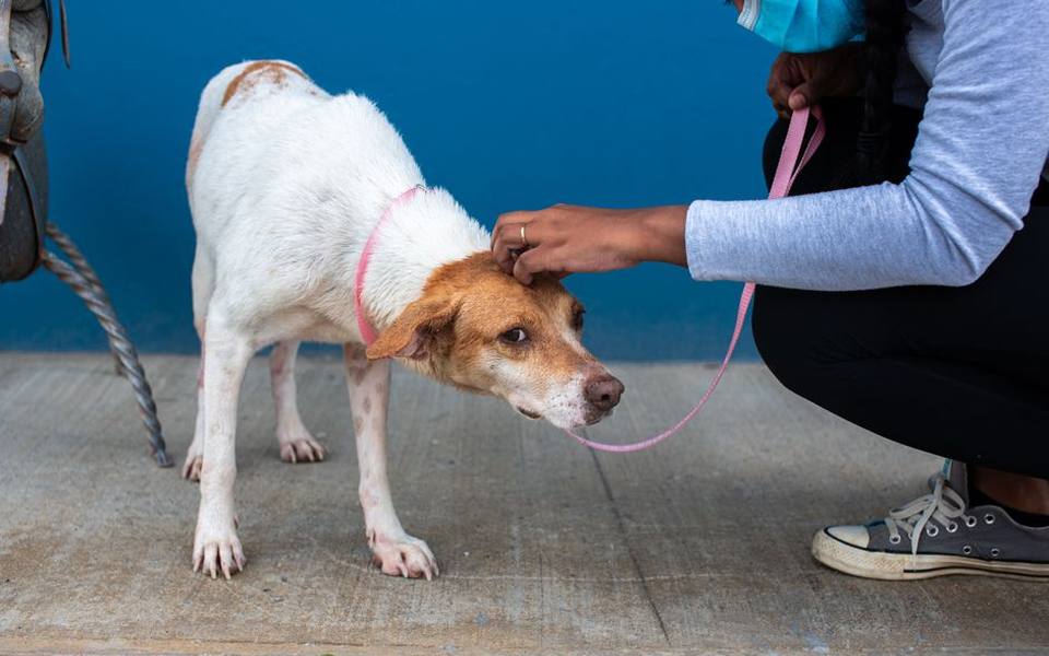 Spot-On Formulations with Contact-Kill and Repellent Power
