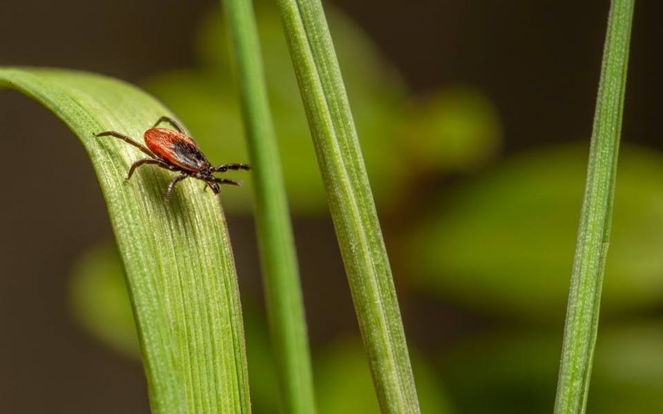 Tick Sprays and On-Demand Deterrents for Outdoor Excursions