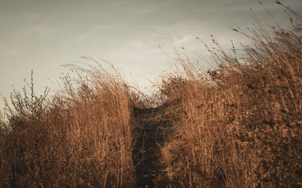 Environmental risks in tall grass and community dog runs