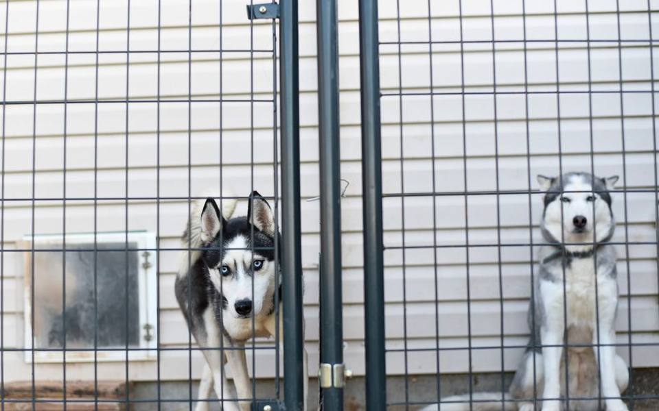 Selecting Modular Kennels and Farm Supply Dog Runs