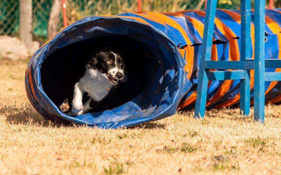 Integrating Commercial Dog Park Equipment at Home
