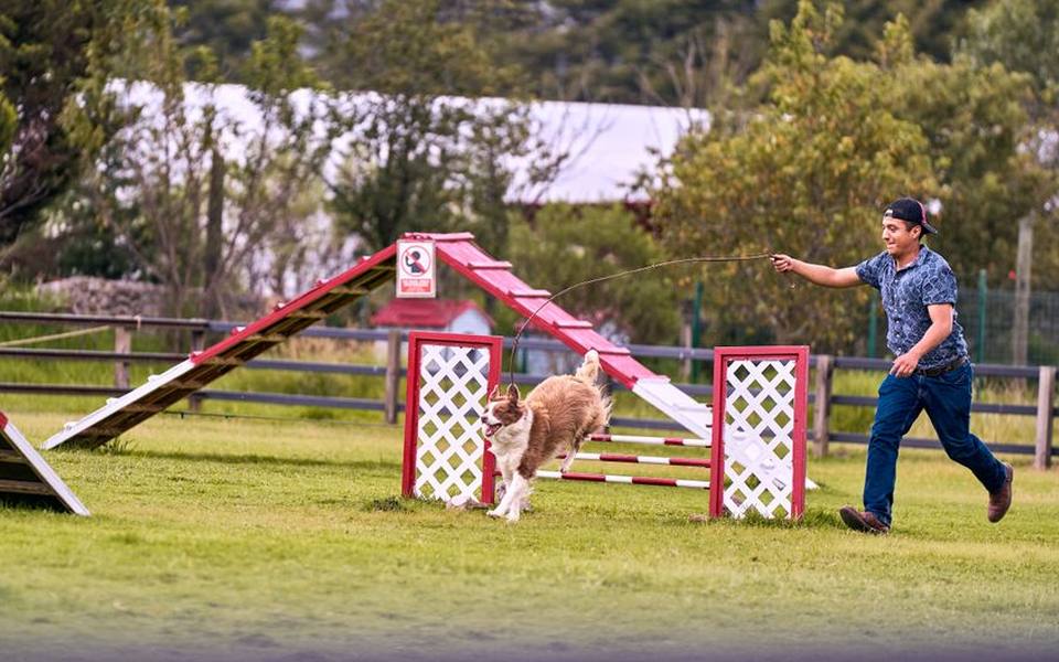 Public Park Dog Obstacles Versus Professional Facilities