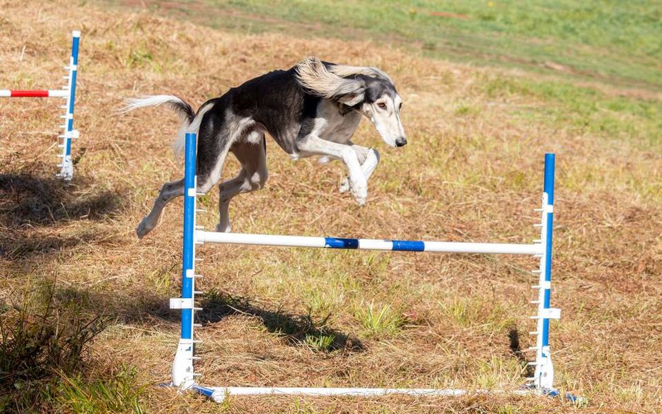 Social Clubs, Membership Parks, and Private Canine Lounges