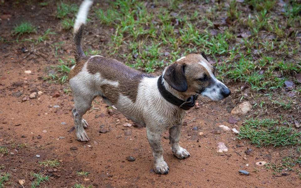Managing Mud, Sand, and Wet Fur After Outdoor Adventures