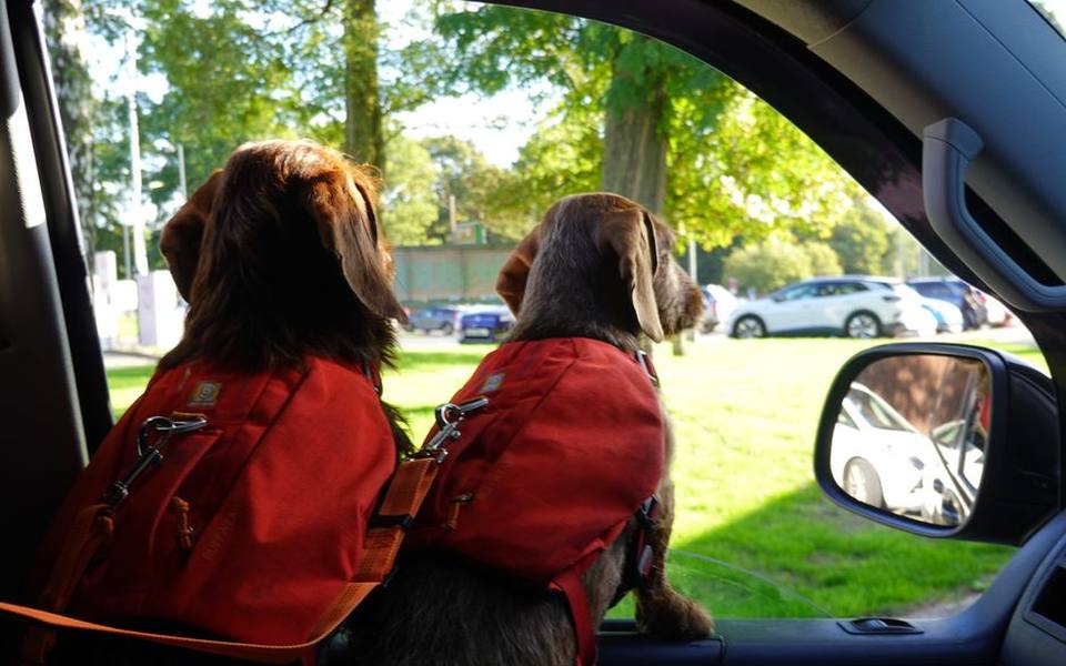 Comparing standard bench covers against back seat hammocks