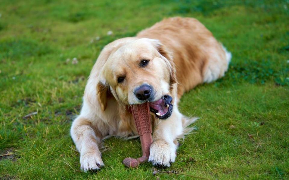 How Modern Oral Chews Work and What to Expect