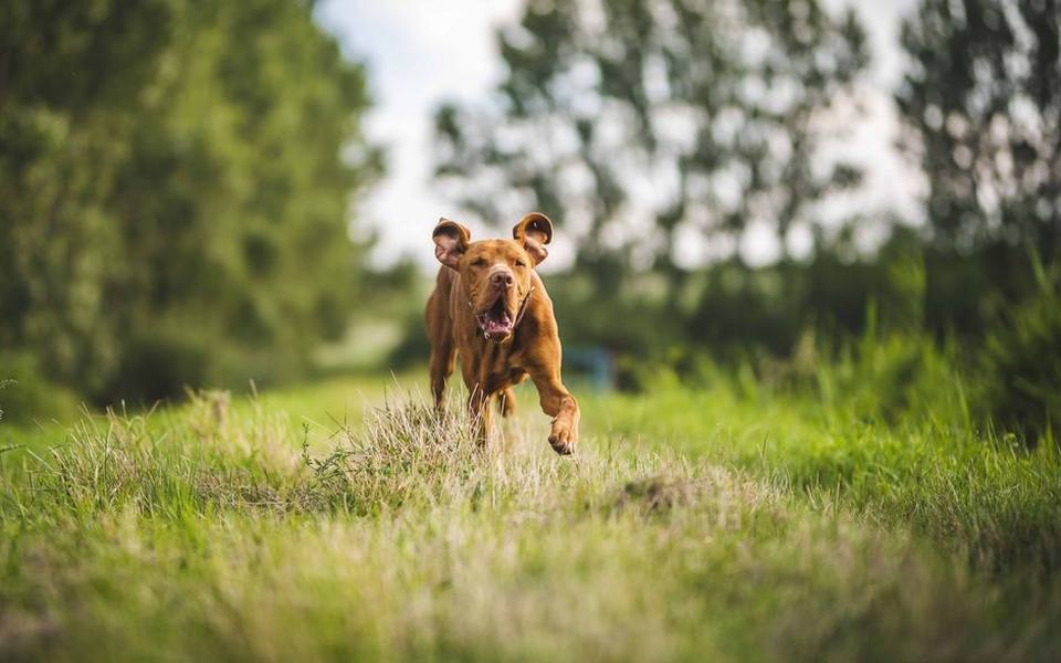 Park Outings, Tall Grass, and High-Risk Environments