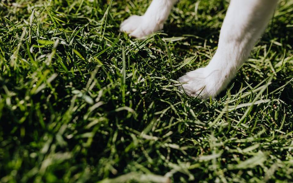 Safe Habits at Dog Parks and Communal Play Areas
