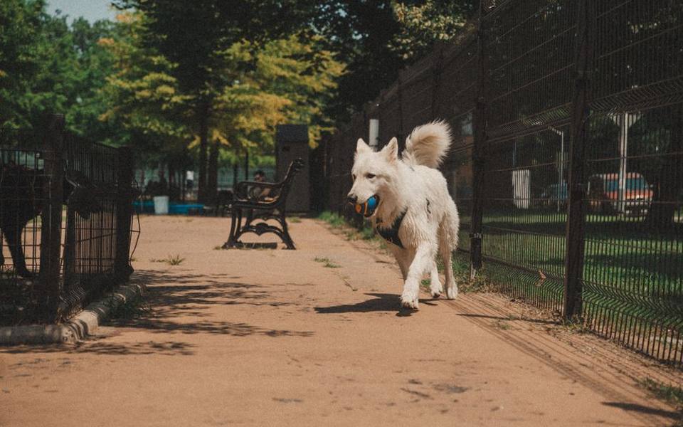 Urban Canine Runs Across Dallas and North Texas