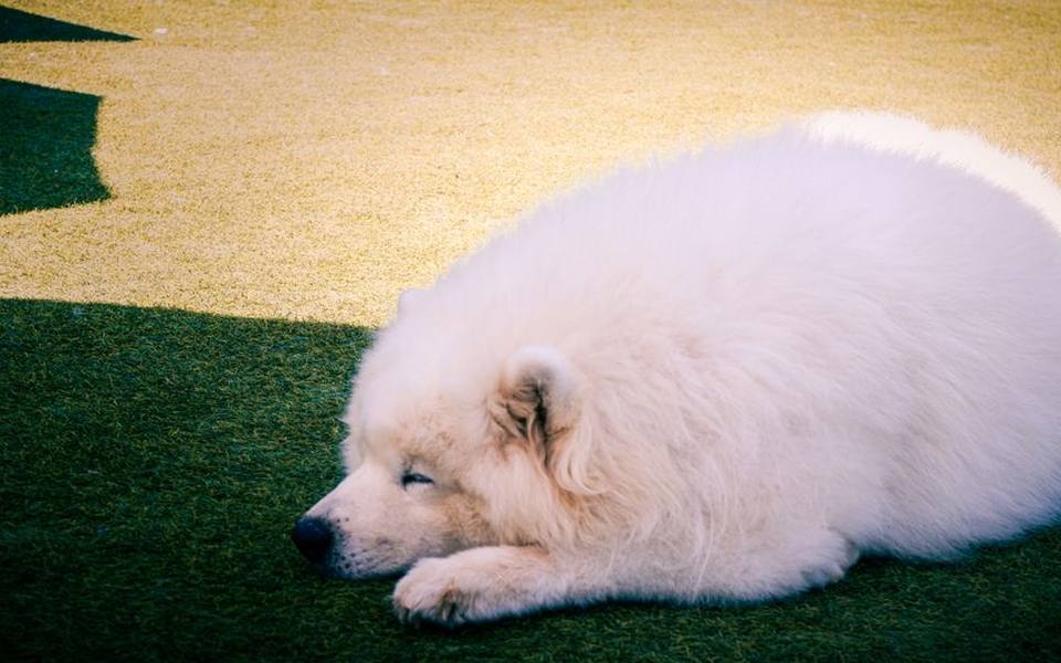 Managing Pet Relief Stops on Road Trips and Air Travel