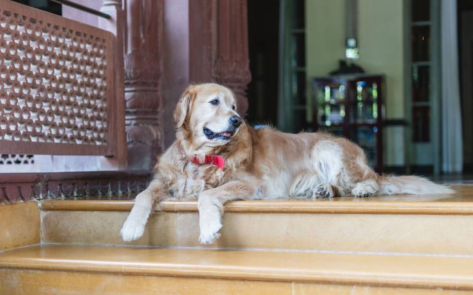The Rise of Social Taprooms and Indoor Dog Venues