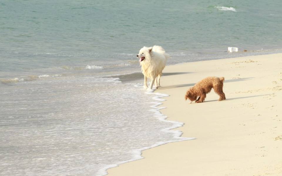 Coastal Sand and Dune Rules Along Delaware Shores