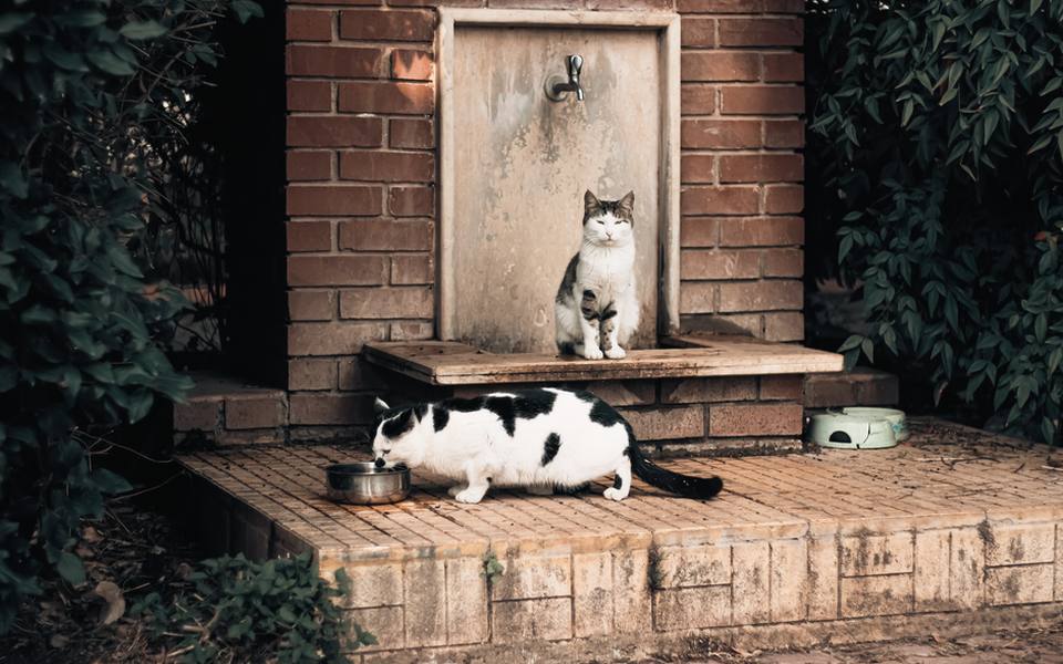 Giardia in Multi-Pet Homes and Feline Symptoms