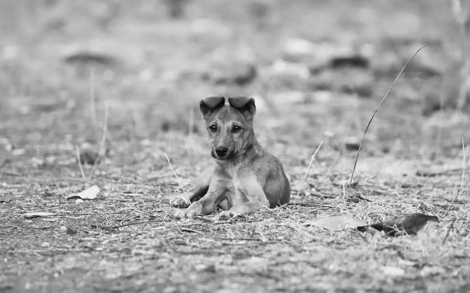 Frequency and Timing of Canine Heat Cycles