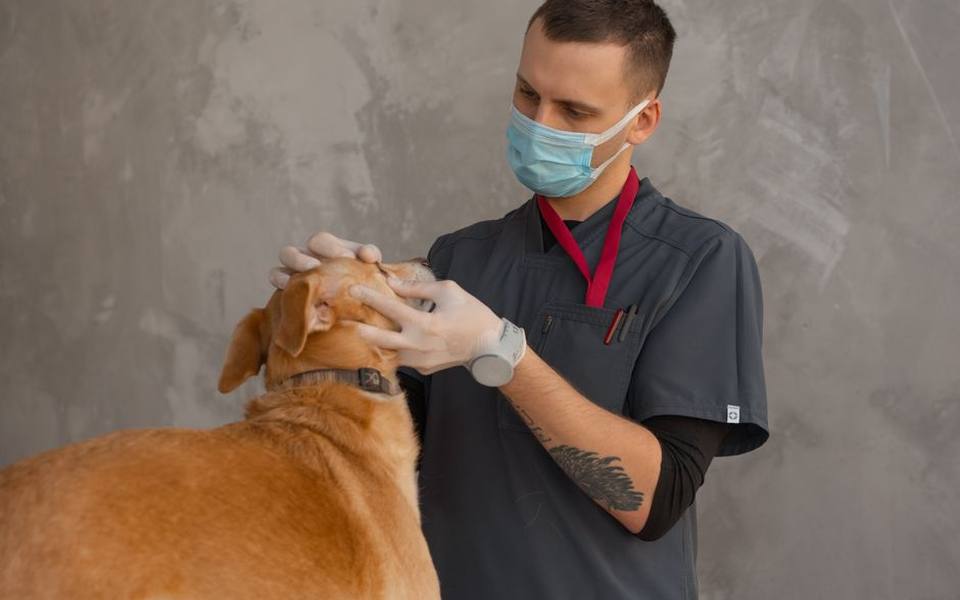 Behavioral Shifts and Scent Marking