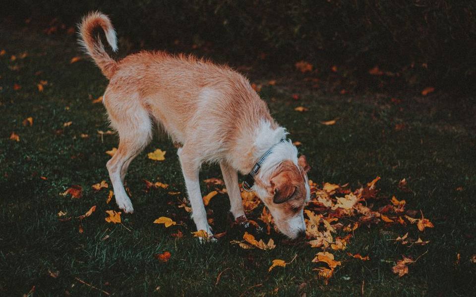 Reading Canine Body Language Before Tension Escalates