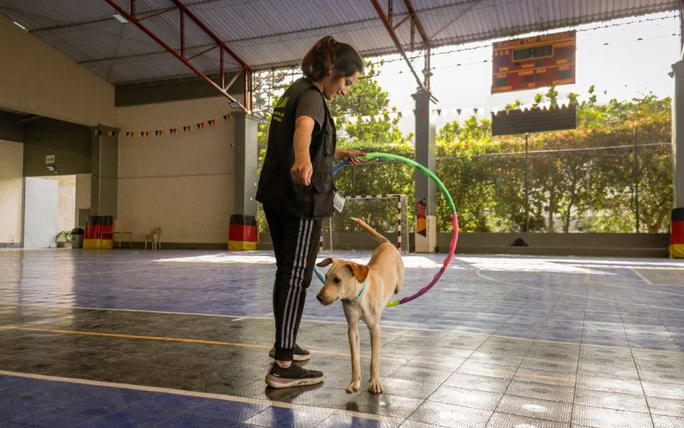 Comparing group obedience classes to private instruction