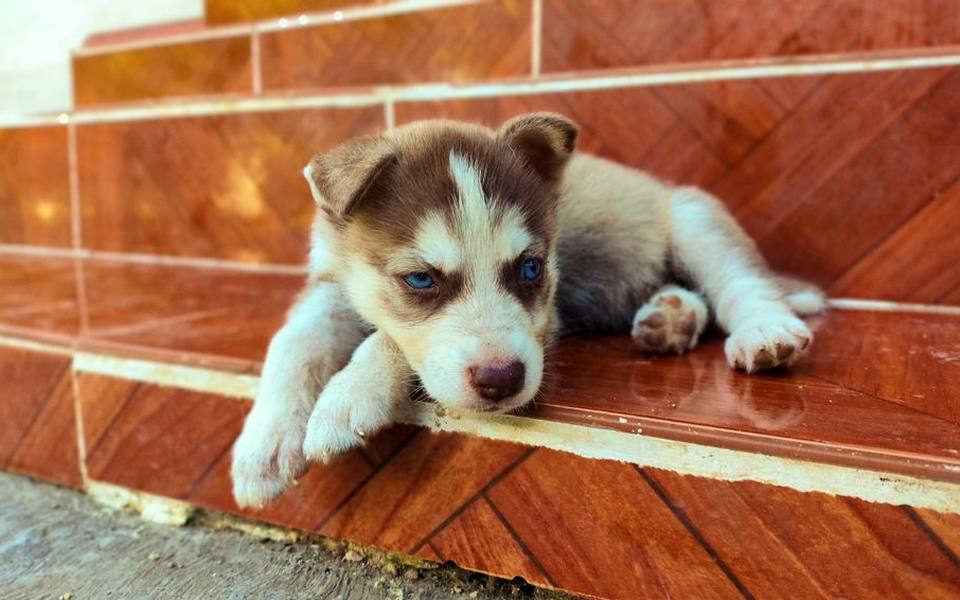 Physical signs that indicate your dog or puppy is in heat