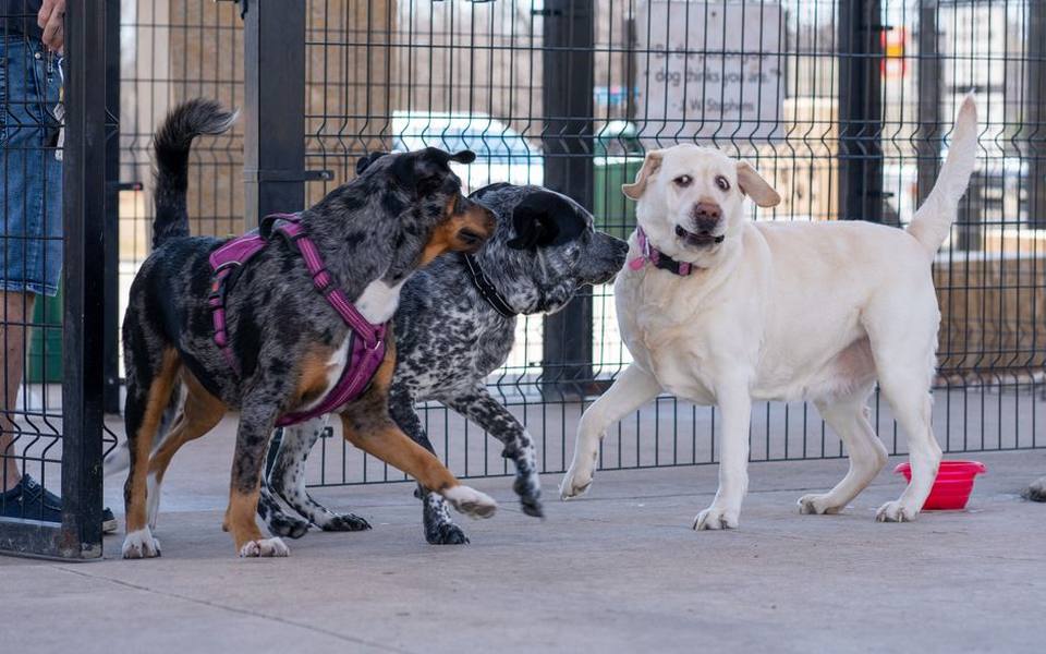 Balancing socialization and quarantine for dog health