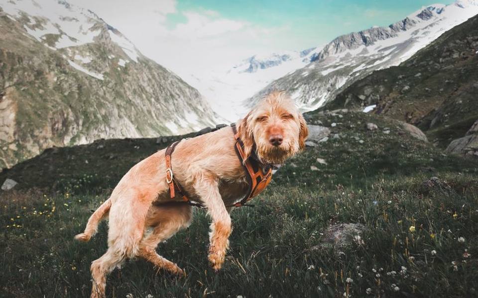 Sizing and loading packs that dogs wear