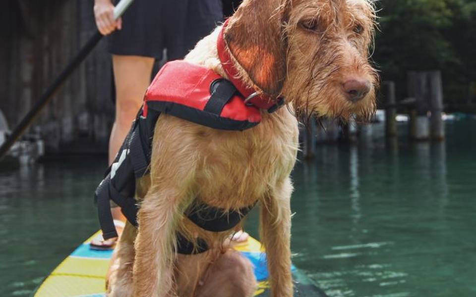 Water sports and alpine paddleboard safety