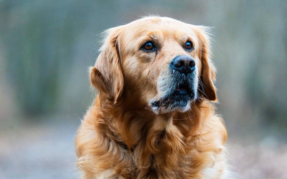 Topical Spot-On Treatments for Dogs