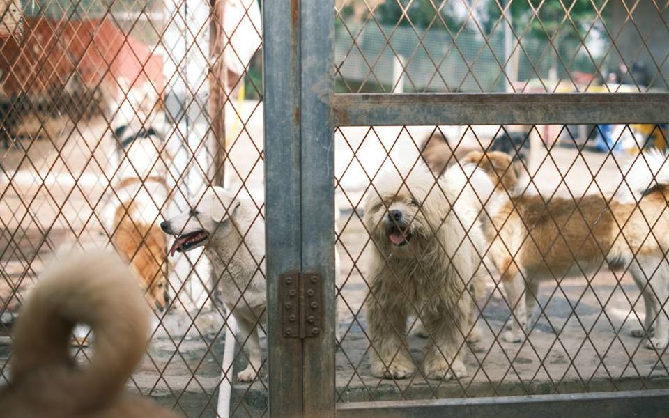 Navigating Free Pet Surrender When Circumstances Change