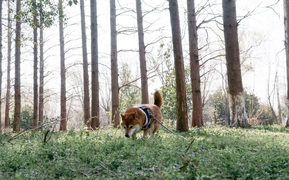 The Threat Posed by Fleas, Ticks, and Vector-Borne Diseases