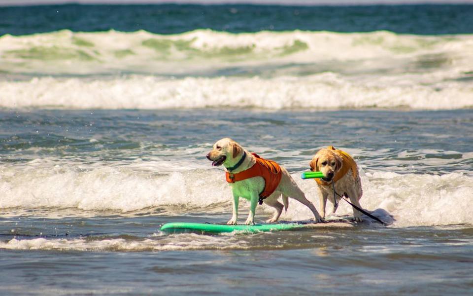 Locating Waterfront Access and the Nearest Dog-Friendly Shoreline