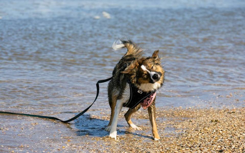 Beach Etiquette and Protecting Sensitive Coastal Habitats