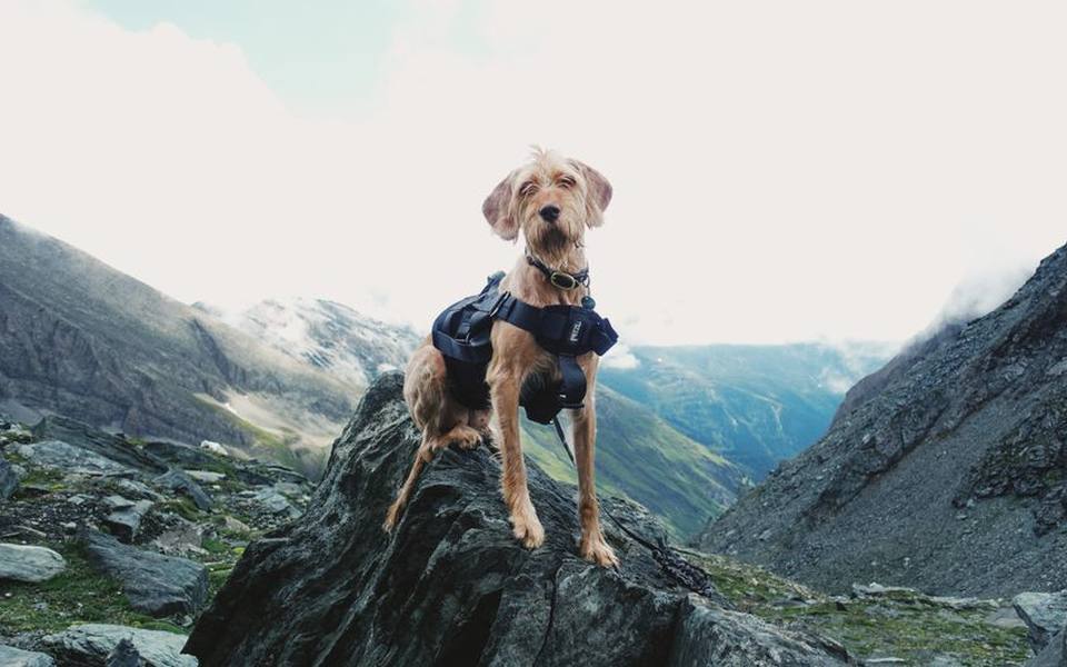 Finding trails that welcome four-legged hikers