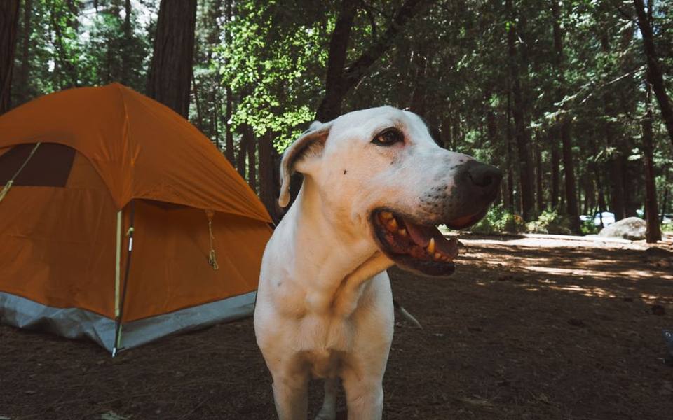 Setting up your campsite for safety and comfort