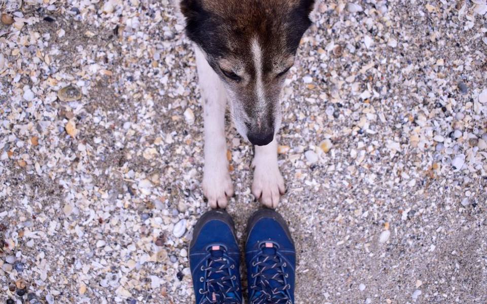 Balancing trail days with secure off-leash play
