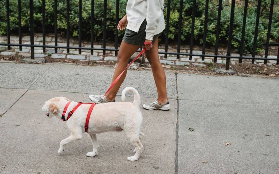 Selecting an ergonomic running harness for your companion