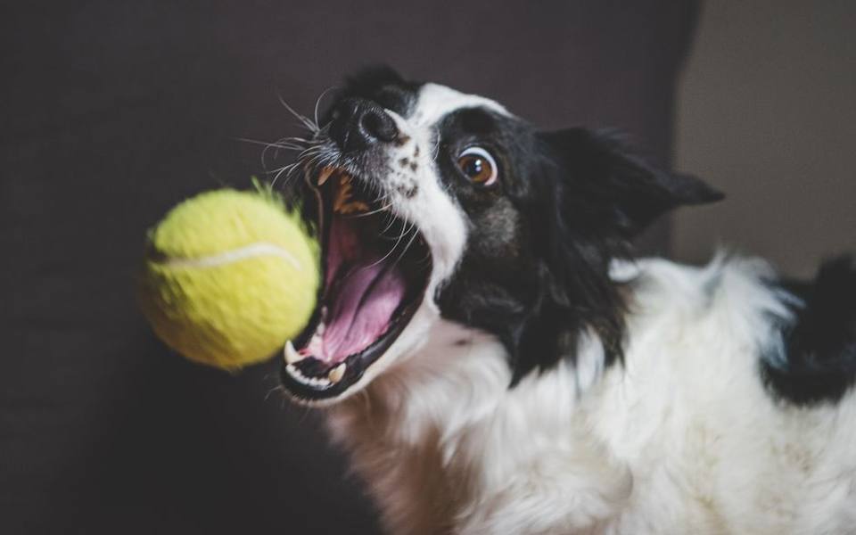 Teaching adult dogs the mechanics of retrieving