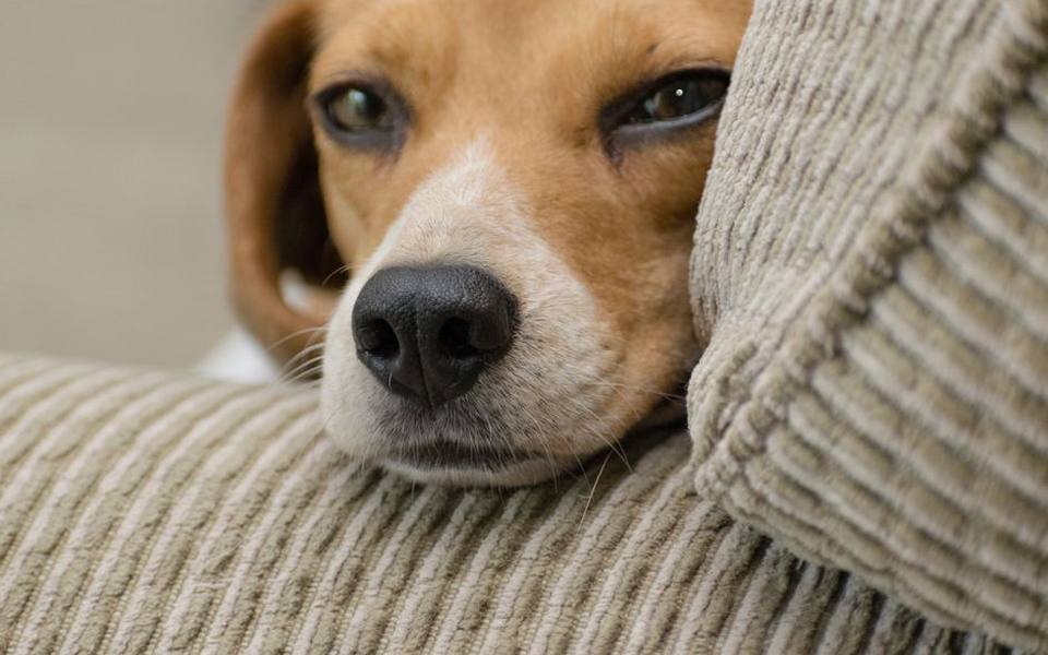 Key Signs and Symptoms to Monitor at Home