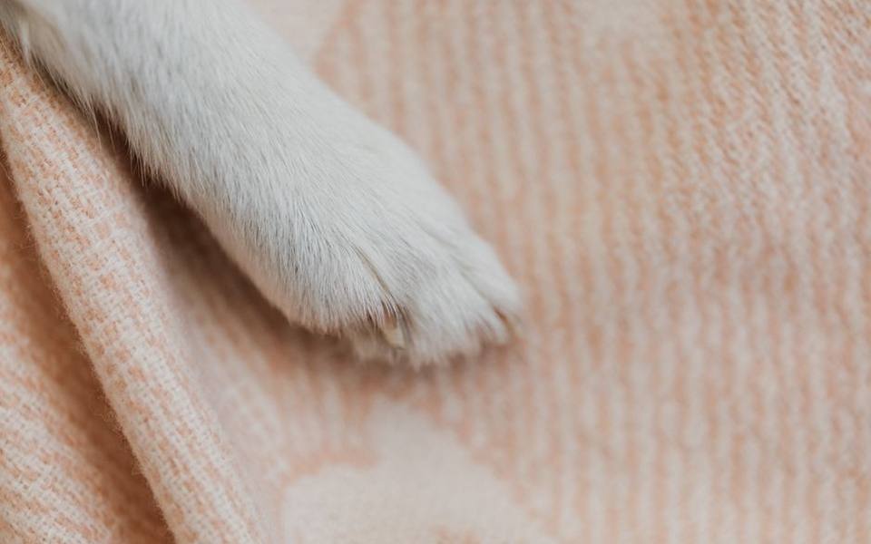 Veterinary Assessment and Prescription Interventions