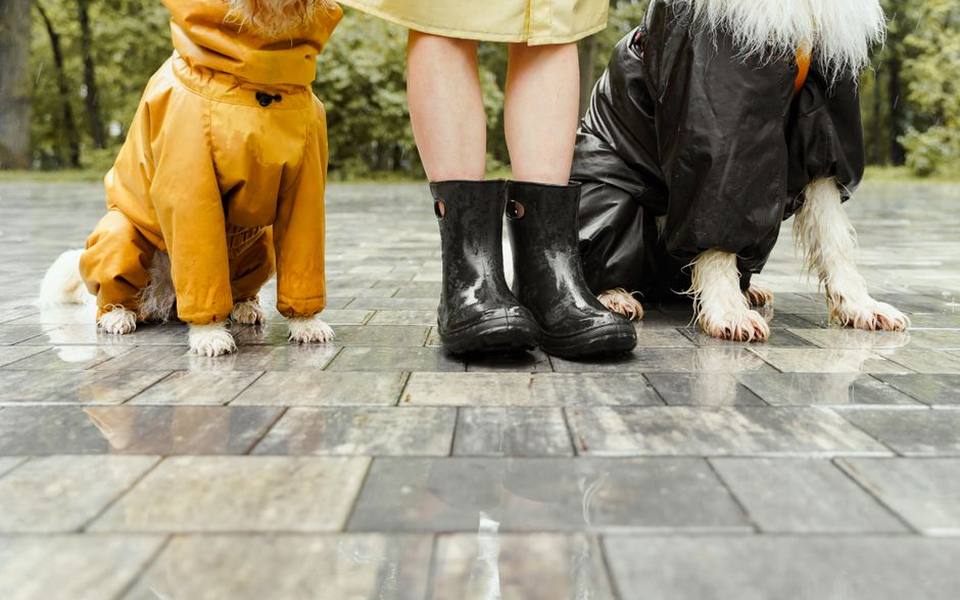 Pavement heat risks and thermal paw protection
