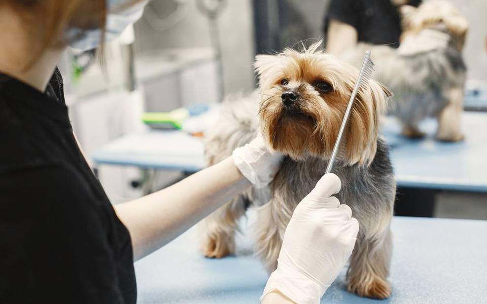 Managing Fleas in Litters Under Seven Weeks Old