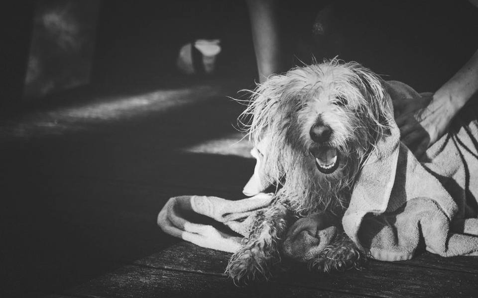 The Hidden Risks of Flea Shampoos on Young Puppies