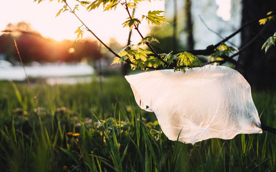 Managing Multi-Pet Households and Litter Disposal