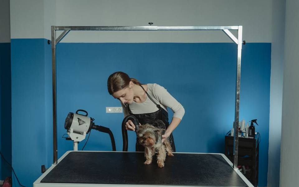 Comparing the Real Costs: DIY Station, Groomer, and Home Bathtub