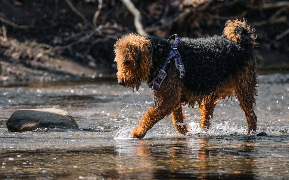 Why creek and stream water poses health hazards