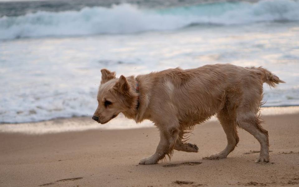 Florida Dedicated Shorelines for Canine Swimmers