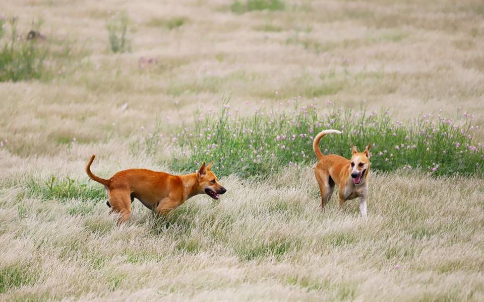 Social Body Language and Canine Interaction Etiquette