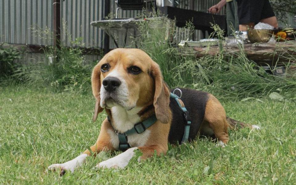 When Young Dogs Experience Their First Reproductive Cycle